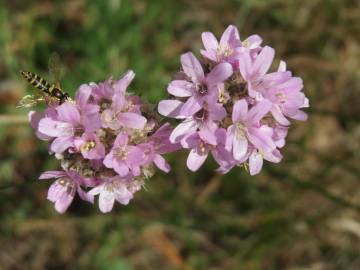 Fotografia da espécie Armeria maritima