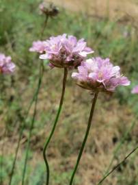 Fotografia da espécie Armeria maritima