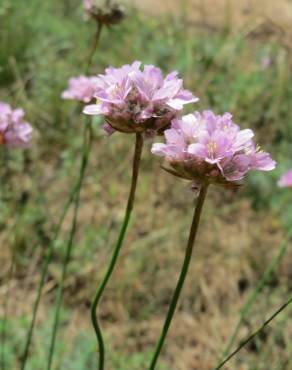 Fotografia 5 da espécie Armeria maritima no Jardim Botânico UTAD