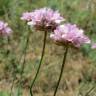 Fotografia 5 da espécie Armeria maritima do Jardim Botânico UTAD