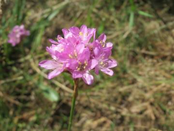 Fotografia da espécie Armeria maritima