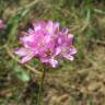 Fotografia 1 da espécie Armeria maritima do Jardim Botânico UTAD