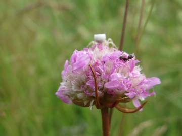 Fotografia da espécie Armeria maritima