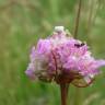 Fotografia 6 da espécie Armeria maritima do Jardim Botânico UTAD