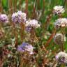 Fotografia 7 da espécie Armeria maritima do Jardim Botânico UTAD