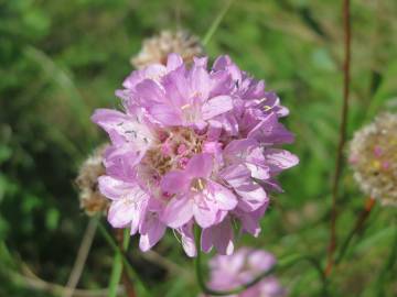 Fotografia da espécie Armeria maritima