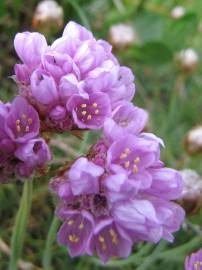 Fotografia da espécie Armeria maritima