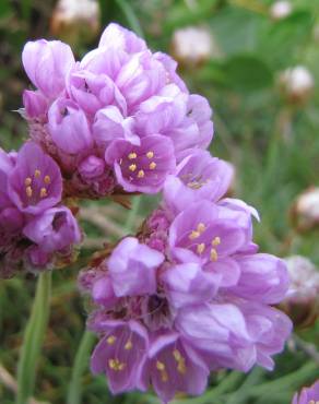 Fotografia 9 da espécie Armeria maritima no Jardim Botânico UTAD