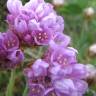 Fotografia 9 da espécie Armeria maritima do Jardim Botânico UTAD