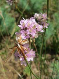 Fotografia da espécie Armeria maritima