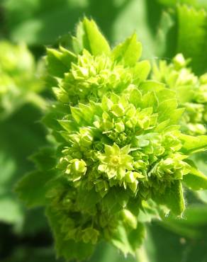 Fotografia 4 da espécie Alchemilla mollis no Jardim Botânico UTAD