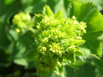 Fotografia da espécie Alchemilla mollis