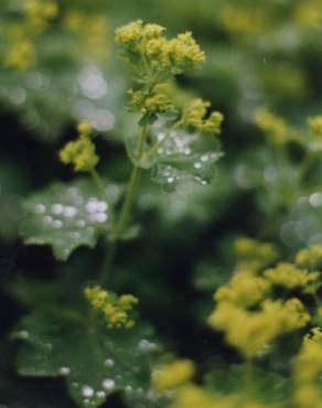 Fotografia 5 da espécie Alchemilla mollis no Jardim Botânico UTAD