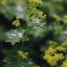 Fotografia 5 da espécie Alchemilla mollis do Jardim Botânico UTAD