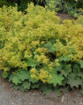 Fotografia 7 da espécie Alchemilla mollis no Jardim Botânico UTAD