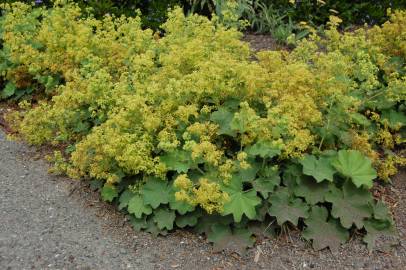 Fotografia da espécie Alchemilla mollis