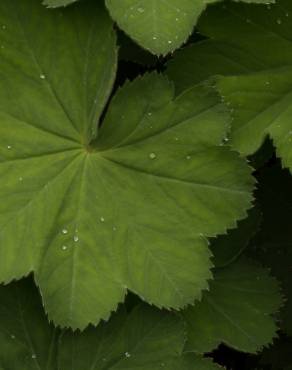 Fotografia 8 da espécie Alchemilla mollis no Jardim Botânico UTAD