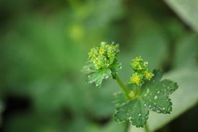 Fotografia da espécie Alchemilla mollis