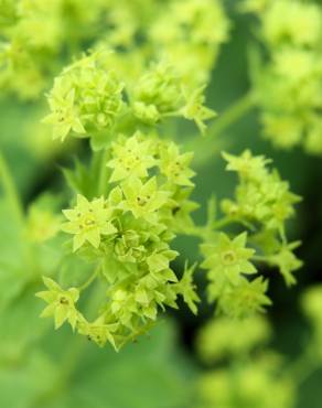 Fotografia 10 da espécie Alchemilla mollis no Jardim Botânico UTAD