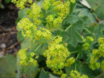 Fotografia da espécie Alchemilla mollis