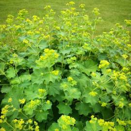 Fotografia da espécie Alchemilla mollis