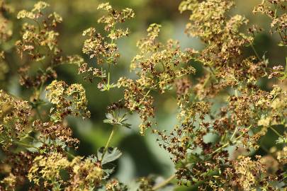 Fotografia da espécie Alchemilla mollis