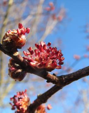 Fotografia 6 da espécie Ulmus minor no Jardim Botânico UTAD