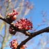 Fotografia 6 da espécie Ulmus minor do Jardim Botânico UTAD