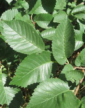 Fotografia 7 da espécie Ulmus minor no Jardim Botânico UTAD