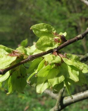 Fotografia 9 da espécie Ulmus minor no Jardim Botânico UTAD