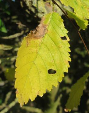 Fotografia 10 da espécie Ulmus minor no Jardim Botânico UTAD