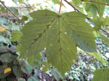 Fotografia da espécie Acer pseudoplatanus