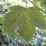 Fotografia 8 da espécie Acer pseudoplatanus do Jardim Botânico UTAD