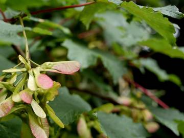 Fotografia da espécie Acer pseudoplatanus