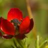 Fotografia 6 da espécie Adonis microcarpa do Jardim Botânico UTAD