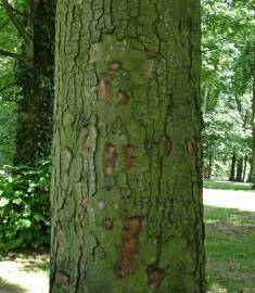 Fotografia da espécie Acer pseudoplatanus