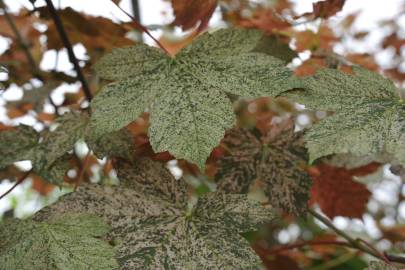 Fotografia da espécie Acer pseudoplatanus