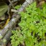 Fotografia 6 da espécie Anthriscus caucalis do Jardim Botânico UTAD