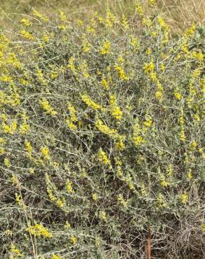 Fotografia 5 da espécie Anthyllis cytisoides no Jardim Botânico UTAD