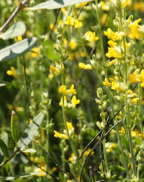 Fotografia 7 da espécie Anthyllis cytisoides no Jardim Botânico UTAD