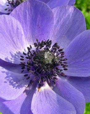 Fotografia 8 da espécie Anemone coronaria no Jardim Botânico UTAD