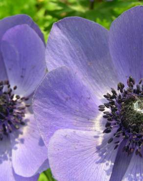 Fotografia 9 da espécie Anemone coronaria no Jardim Botânico UTAD