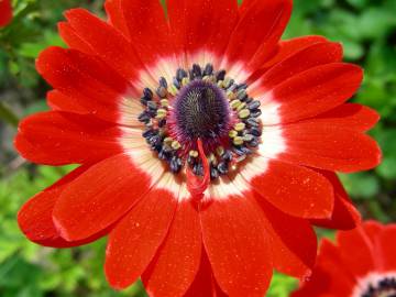 Fotografia da espécie Anemone coronaria