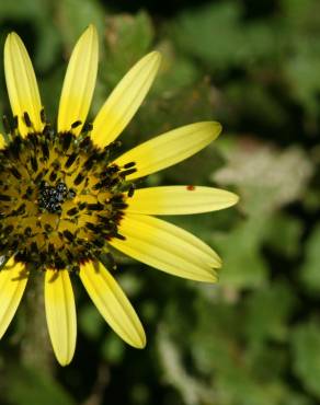 Fotografia 4 da espécie Arctotheca calendula no Jardim Botânico UTAD