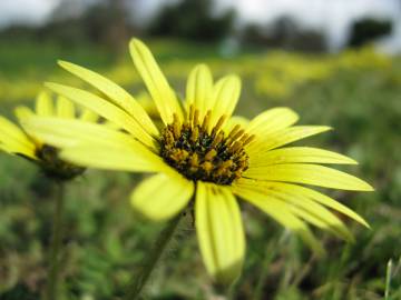 Fotografia da espécie Arctotheca calendula