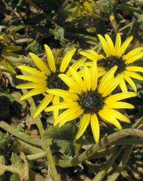 Fotografia 6 da espécie Arctotheca calendula no Jardim Botânico UTAD