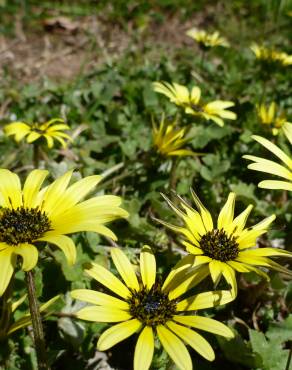 Fotografia 7 da espécie Arctotheca calendula no Jardim Botânico UTAD