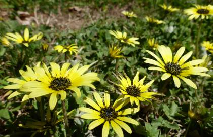 Fotografia da espécie Arctotheca calendula