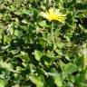 Fotografia 8 da espécie Arctotheca calendula do Jardim Botânico UTAD