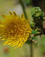 Sonchus tenerrimus